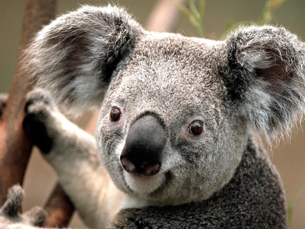 Koala Bär als Logo