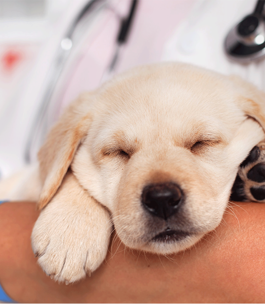 Besuchen Sie uns auch auf Facebook unter: https://www.facebook.com/TierarztpraxisWess/